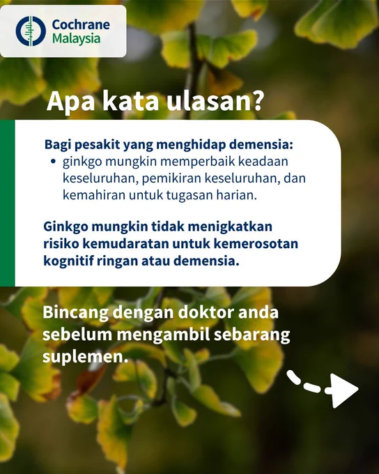 Apa kata ulasan? Bagi pesakit yang menghidap demensia, ginkgo mungkin memperbaik keadaan keseluruhan, pemikiran keseluruhan, dan kemahiran untuk tugasan harian. 
Ginkgo mungkin tidak menigkatkan risiko kemudaratan untuk kemerosotan kognitif ringan atau demensia. 
Bincang dengan doktor anda sebelum mengambil sebarang suplemen. 
Tengok halaman seterusnya.