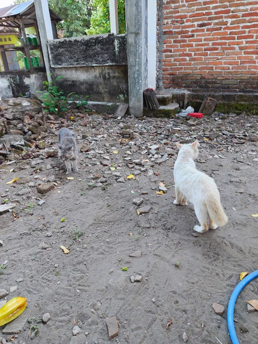Dua kucing sedang bertengkar