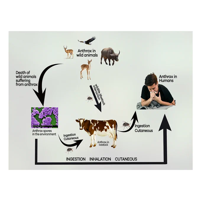 An integrated review of ecology, epidemiology, and public health burden of anthrax in Africa
