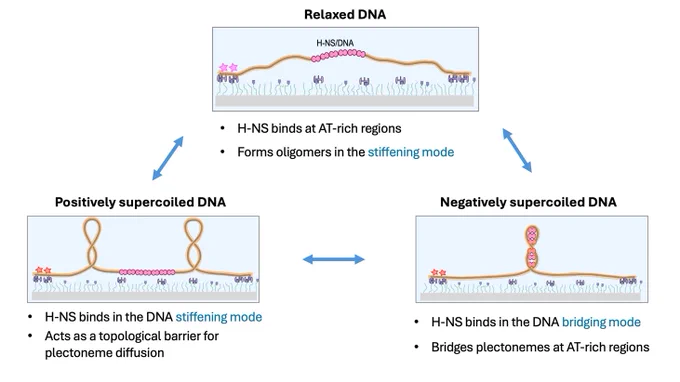 H-NS transition between stiffening and bridging modes dictated by DNA superhelicity
