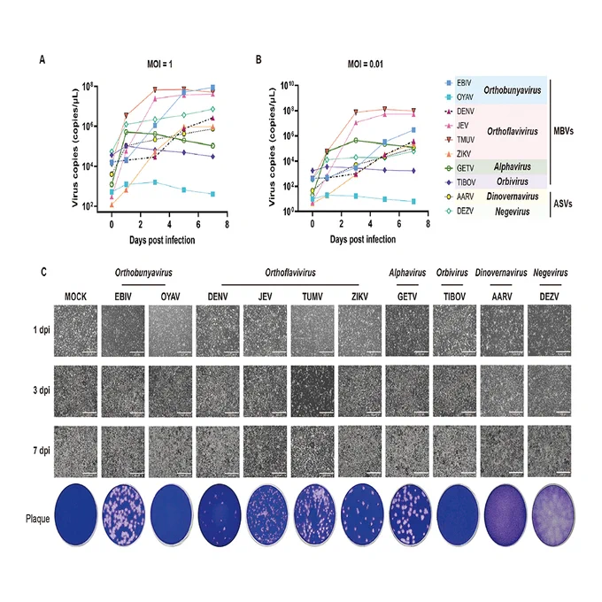 Establishment and characterization of a novel cell line from Culex tritaeniorhynchus for arbovirus and arthropod-specific virus research
