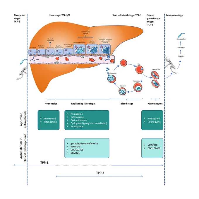 Current therapies and advances in the development pipeline of pre-erythrocytic preventive drugs
