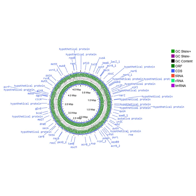 Genomic characterization of Enterobacter hormaechei subsp. xiangfangensis isolated from a urinary tract infection: insights into antibiotic resistance determinant and mobile genetic elements
