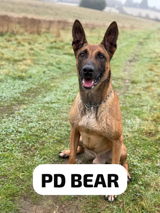 A Belgian Malinois dog named PD Bear sits in a grassy field, looking towards the camera.