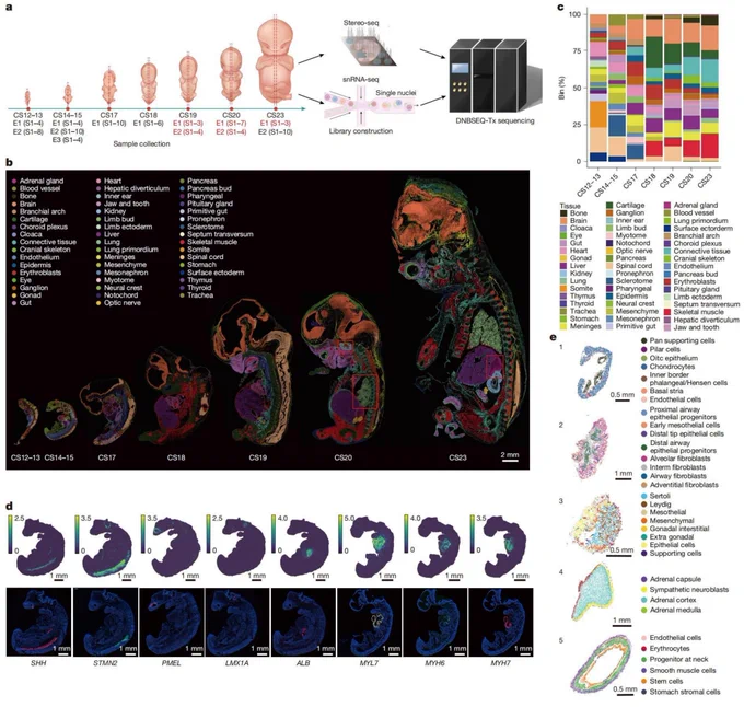 Workflow and spatial visualization of whole human embryos (CS12-CS23) using Stereo-seq, showing distinct color-coded anatomical tissues at high resolution.