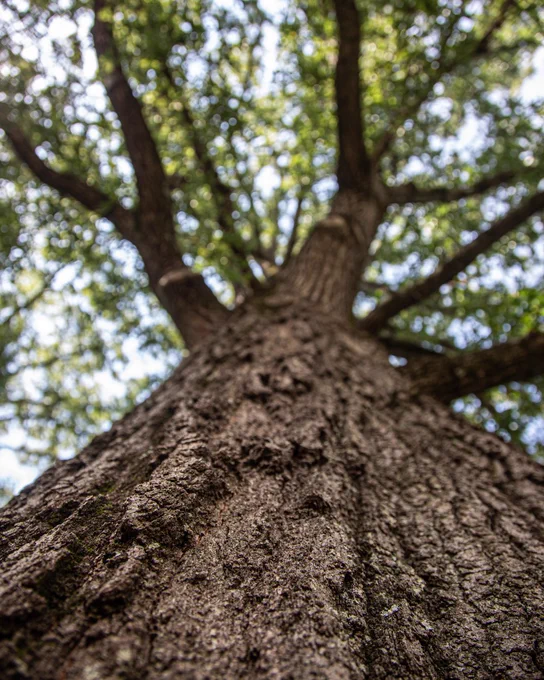 Close up of a tree, focused on the trees bark and looking up toward the green leaves above.
