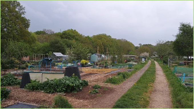 An allotment in Enfield