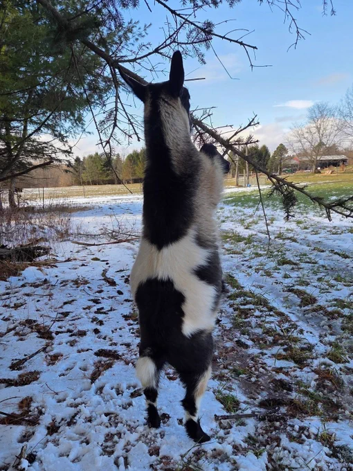 Flapjack, a black-and-white goat, stretches to full height beneath a pine tree, nibbling branches overhead while standing in the snow. The tree appears to be an unwilling participant.