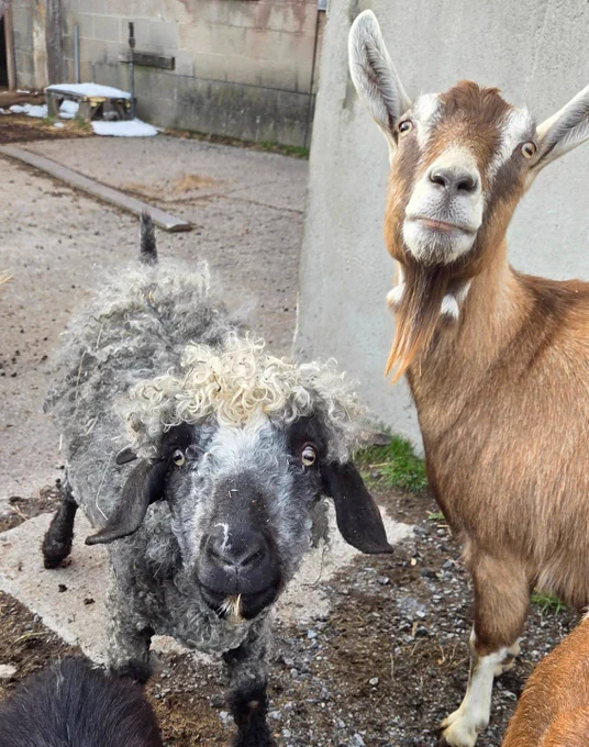 A gray-and-black curly sheep with a tousled white forelock and a brown goat peer into the camera at close range, appearing ready to discuss important farm business.