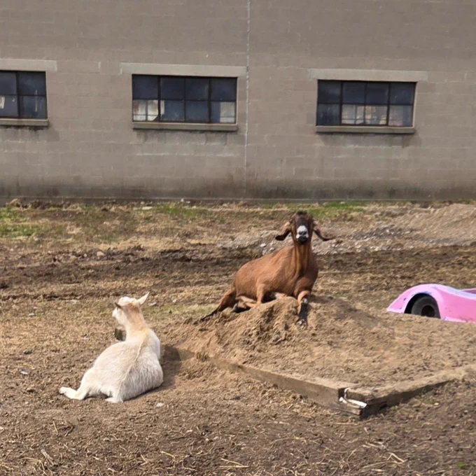 Karl, a brown goat with a white blaze on his face, lounges atop a small sand pile while a white goat rests nearby with its back turned. The two goats relax in a dirt paddock beside a concrete building.