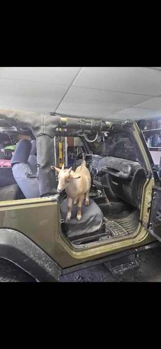 Photo by Sheila Frese. A young tan goat stands on the seat of an open Jeep inside a garage, looking ready to take the wheel for a Route 66 adventure.