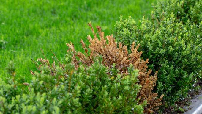 picture of boxwood plant with a section that is brown and dying in the center. 