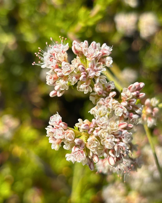 A close-up of blooming flowers with clusters of small, delicate petals in shades of white and pink. The background is a blurred, lush green, highlighting the flowers in the foreground.