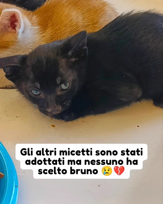 gatto gatta gatti micio micia mici gattino gattina gattini adottare adozione adotta affidamento affidare animale animali animalista animalisti felino felini volontario volontariato sfortunato bisognoso randagio randagi randagismo strada gattile rifugio