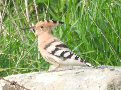 Hoopoe found by Paul Newton on his Whitby 10km patch in April last year was a brilliant submission. 