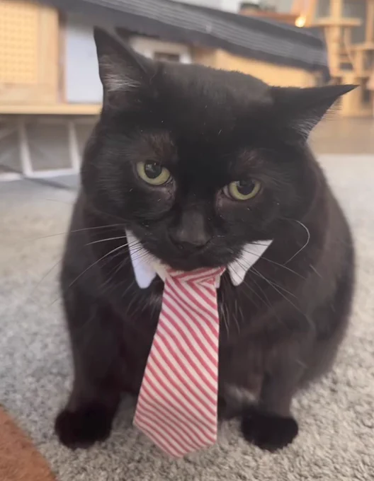 Black Cat wearing a tie. 

Cat is Winston from winstonandmoojo on TikTok/Instagram