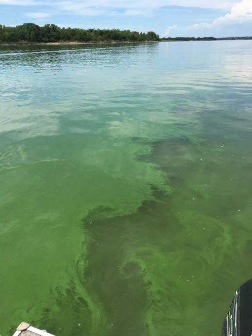 Green paint-like scum floats on water surface. 