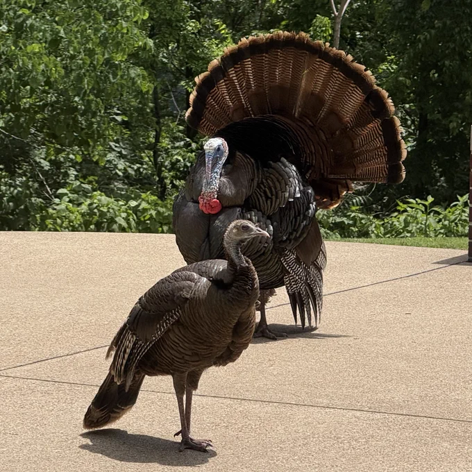 A male wild turkey with fanned tail feathers stands behind a smaller female turkey on a sunlit concrete path surrounded by green trees.