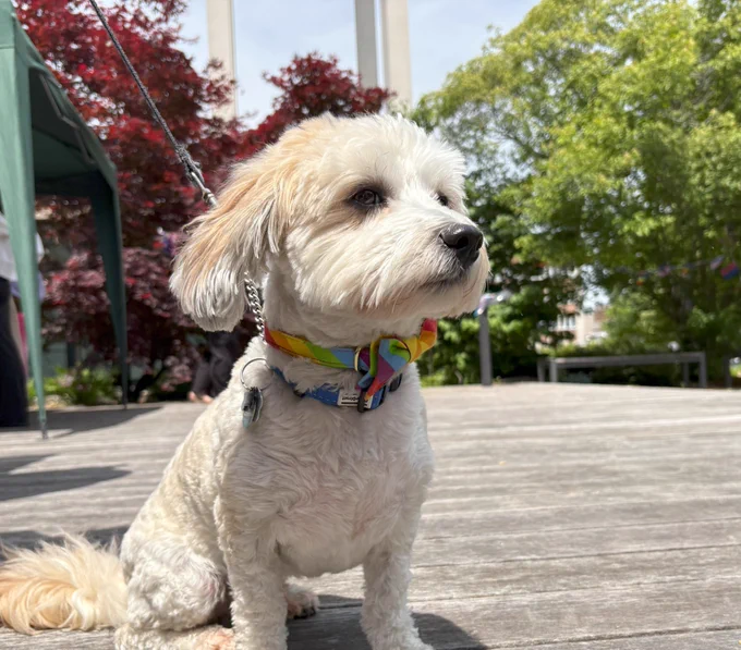 A small white dog wearing a rainbow collar sits on a wooden deck near the Pride and Popsicles event.