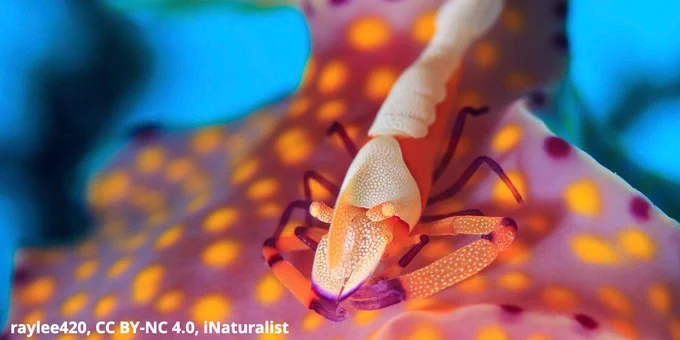 A photo of an emperor shrimp. It is patterned with the colors cream, reddish orange, and purple. It is perched on a colorful sea critter.