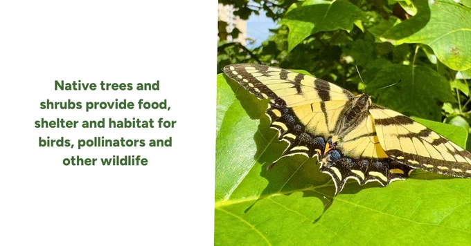 eastern tiger swallowtail