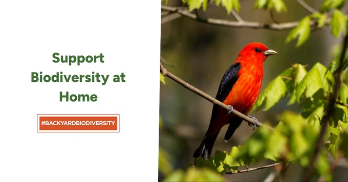 scarlet tanager