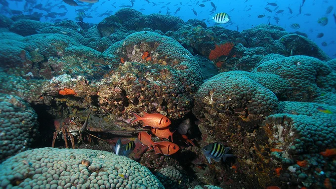 Tropical fish and a spiny lobster hiding out in crevices between corals as other fish school in the background