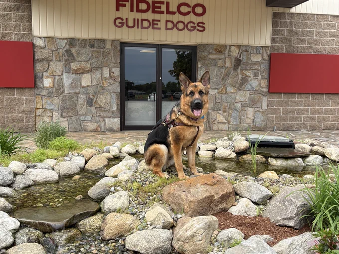 B&T GSD sits proudly among the rocks of a small water feature, looking directly at the camera with an alert expression. In the background, the stone exterior of the "FIDELCO GUIDE DOGS" building completes the scenic view.