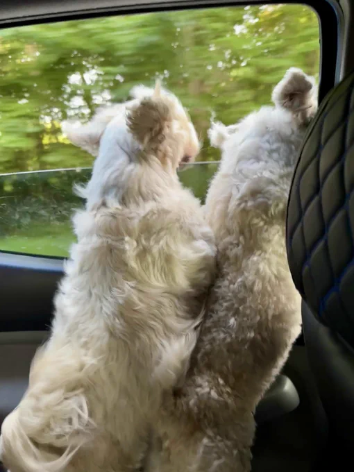 Two small white fluffy dogs standing on their hind legs inside a truck, both eagerly looking out the side window at passing green scenery. Their fur is slightly windswept, and the background shows motion blur from the moving vehicle.