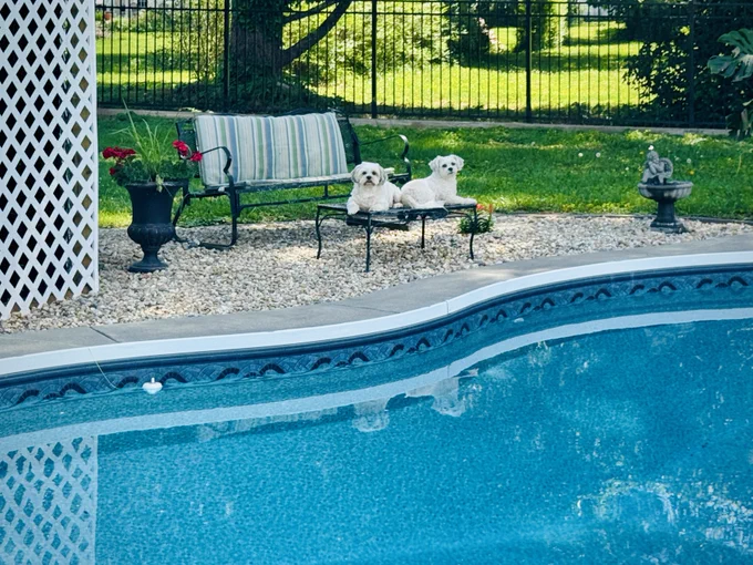Two small white fluffy dogs sitting side by side on a small black metal table in a sunny backyard. Behind them is a striped cushioned bench, a large black planter with red flowers, and a gravel area next to a curved in-ground swimming pool with decorative blue tile. A black fence and green lawn are visible in the background.