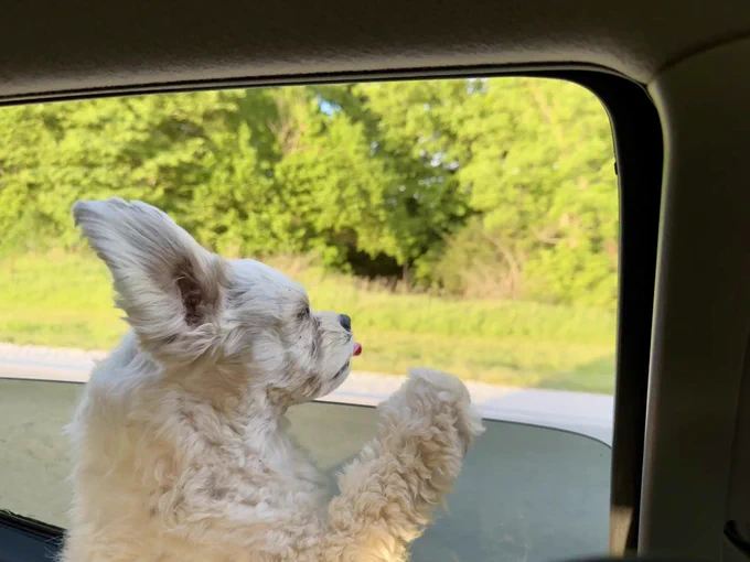 A small white fluffy dog standing inside a truck, excitedly looking out the open window with one paw raised against the glass. Its ears are perked up, tongue is slightly out, and green trees and grass are visible in the bright daylight outside.
