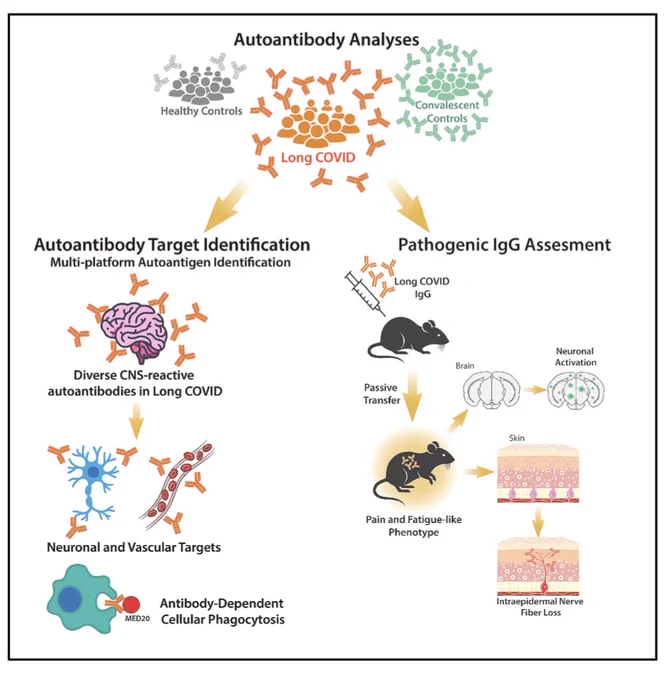 Graphical abstract of the new paper highlighting the following key concepts:
• Long COVID features autoantibodies targeting neural and
vascular tissues
• Patients’ IgG shows increased ADCP activity against MED20
• Passive transfer of IgG induces pain and fatigue-like
phenotypes in mice
• Mouse pain behavior after IgG transfer correlates with patient-reported chronic pain