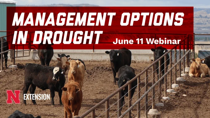 Graphic promoting a Nebraska Extension webinar titled “Management Options in Drought.” The image shows cattle standing in a dry feedlot with hills in the background. Large white text over a red banner reads “Management Options in Drought” with “June 11 Webinar” to the right. A Nebraska Extension logo appears in the lower left corner.