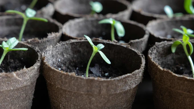 Green seedlings sprout and grow. Image by Rachel Reinhardt on Unsplash.