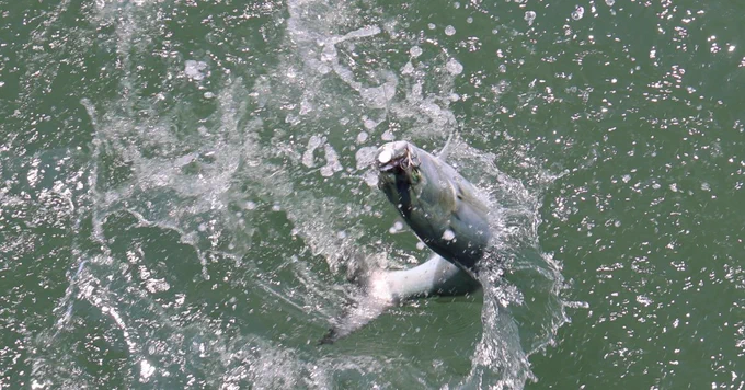 A fish is leaping out of the ocean water, creating splashes in the greenish surface.