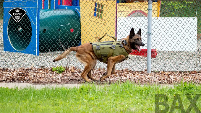 OPP canine Belgian Malinois wearing a tactical vest running along a chain-link fence in a training area with colorful playground equipment behind.