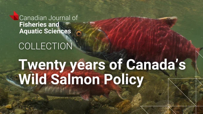 Close-up of a vibrant wild salmon swimming underwater among rocks, illustrating Canada's aquatic life.