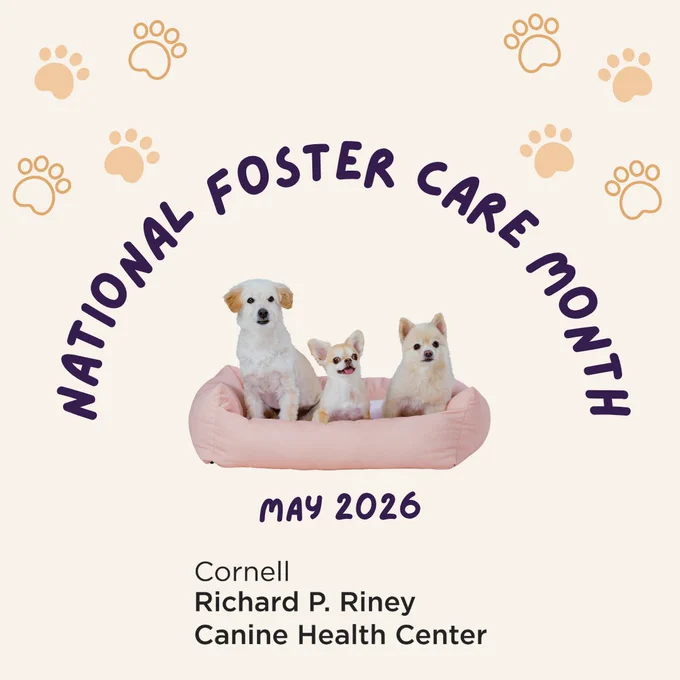 Foster Care Month