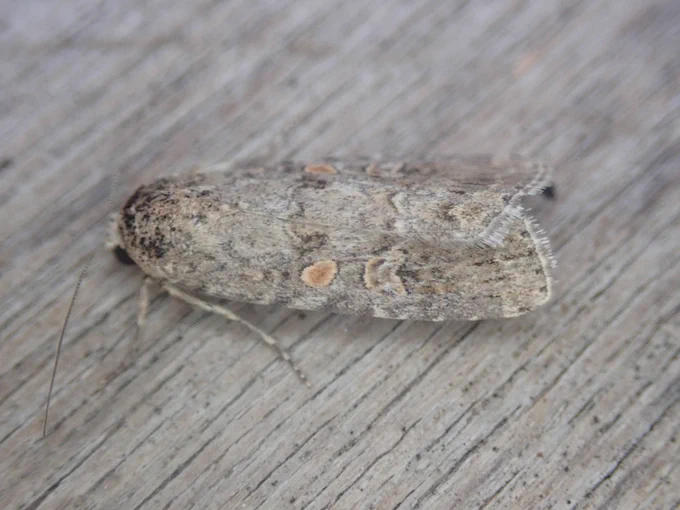 Small mottled willow