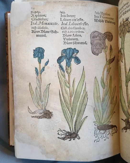Page from a 16th century herbal showing woodcuts of a gladiolus and two irises. The names of the flowers are printed above the illustrations in several European languages