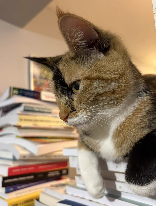 Delilah is a little white, ginger and black cat lying on their tummy on a pile of books, looking intently off camera. Delilah's little front paws hang over the books and she has long tufts careering off the corder of her pointy ears