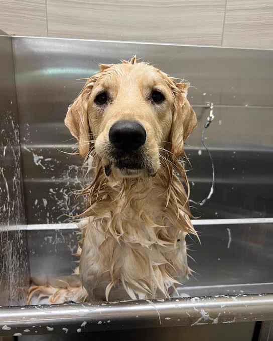 Golden retriever with wet fur standing in a stainless steel pet washing station, looking directly at the camera.