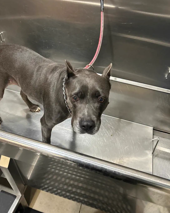 Black dog with cropped ears standing in a stainless steel veterinary exam tub, looking up with a calm expression.