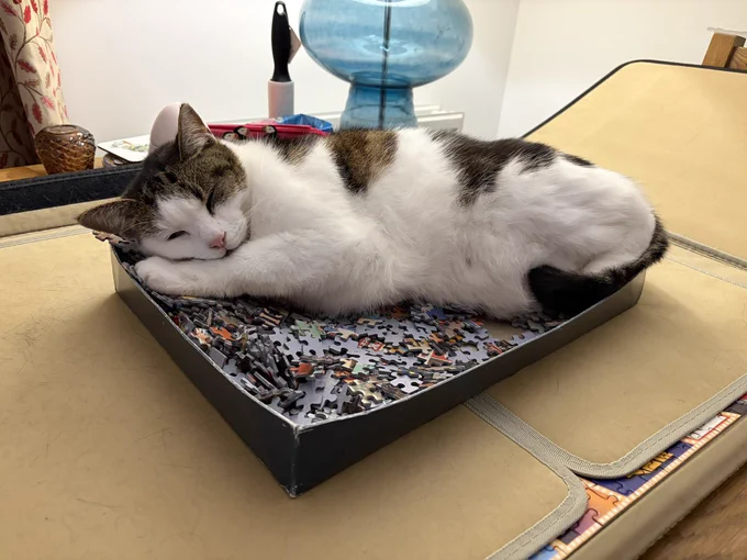 Lying on puzzle pieces within a puzzle box is tabby and white cat Wee Guy who is taking a nooze with their face resting on their front paw
