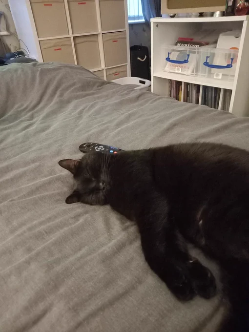 Loki is a black cat fast asleep on a grey bedspread with a remote control behind their head. 