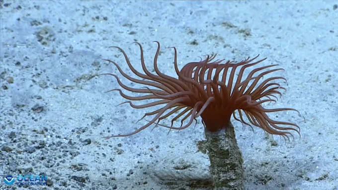A tube anemone seen during an engineering dive during the EX2603 ROV shakedown.

Alt text: A brownish-orange deep-sea anemone with long, flowing tentacles rests on a light, sandy seafloor.
