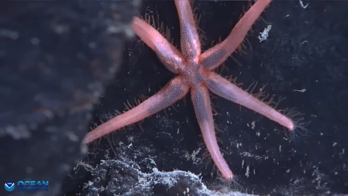 A sea star seen during an engineering dive during the EX2603 ROV shakedown.

Alt text: A six-armed pink sea star with fine spines along its edges clings to a dark deep-sea rock wall.
