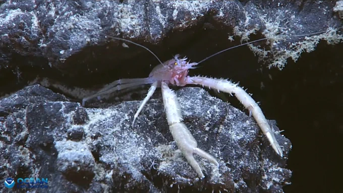A squat lobster seen during an engineering dive during the EX2603 ROV shakedown.

Alt text: A light pink squat lobster with long spiny claws rests on a dark, textured deep-sea rock crevice.
