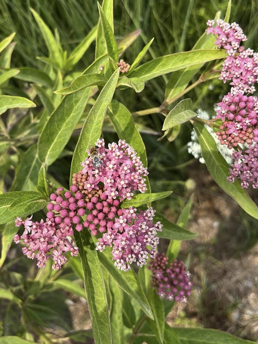 Close-up of a swamp milkweed plant, with a bee sitting on the top. The background is filled with foliage.
