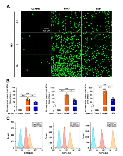 hvKP significantly accelerates the ROS levels in neutrophils. 